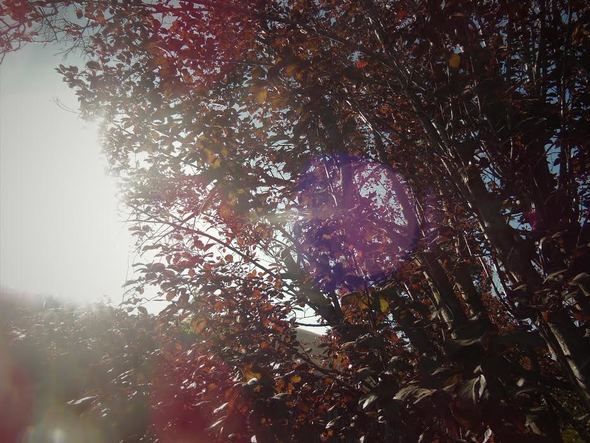 Photograph of autumn trees and light spots
