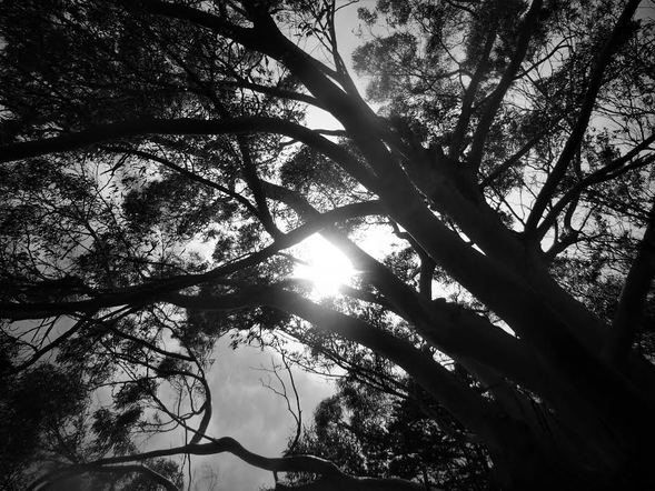 Black and white photograph upward at tree branches