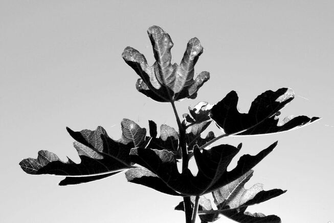 Black and white photography of bay leaves
